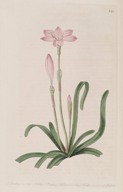 Zephyranthes rosea door Botanical Register